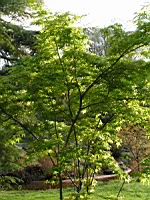 Acer palmatum cv Tsuri Nishiki (fam Aceracees) (Photo F. Mrugala) (2)